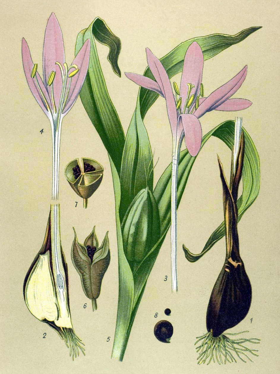 Botanik kurulu. Venöz (toksik) ve şifalı bitki: Sonbahar kolkiyali (Colchicum Autumnale) by Unbekannter Künstler