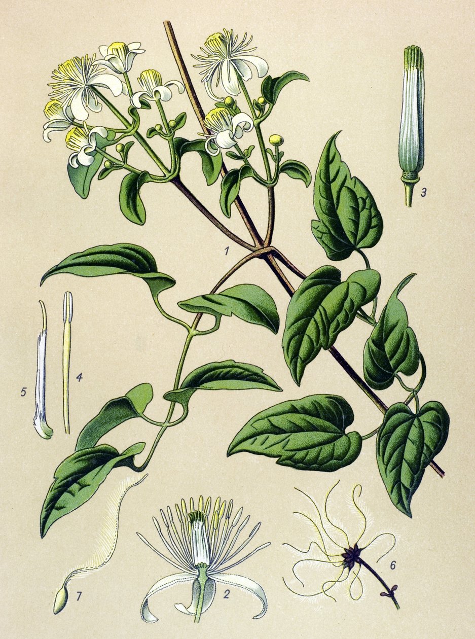 Botanik kurulu. Venöz (toksik) ve şifalı bitki: Hedge clematitis (Clematis vitalba) by Unbekannter Künstler