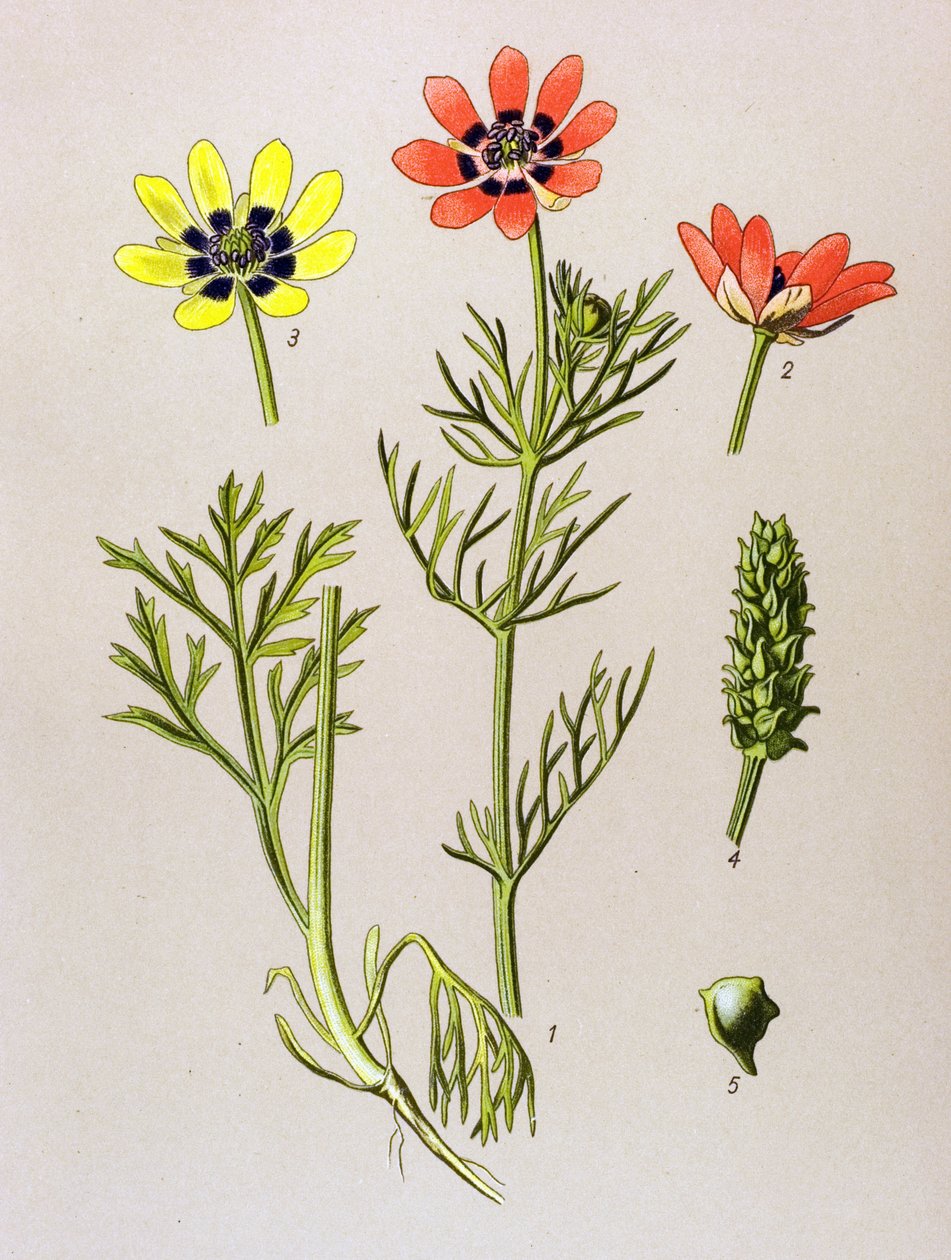 Botanik kurulu. Venöz (toksik) ve şifalı bitki: Summer Adonis (Adonis aestivalis) by Unbekannter Künstler