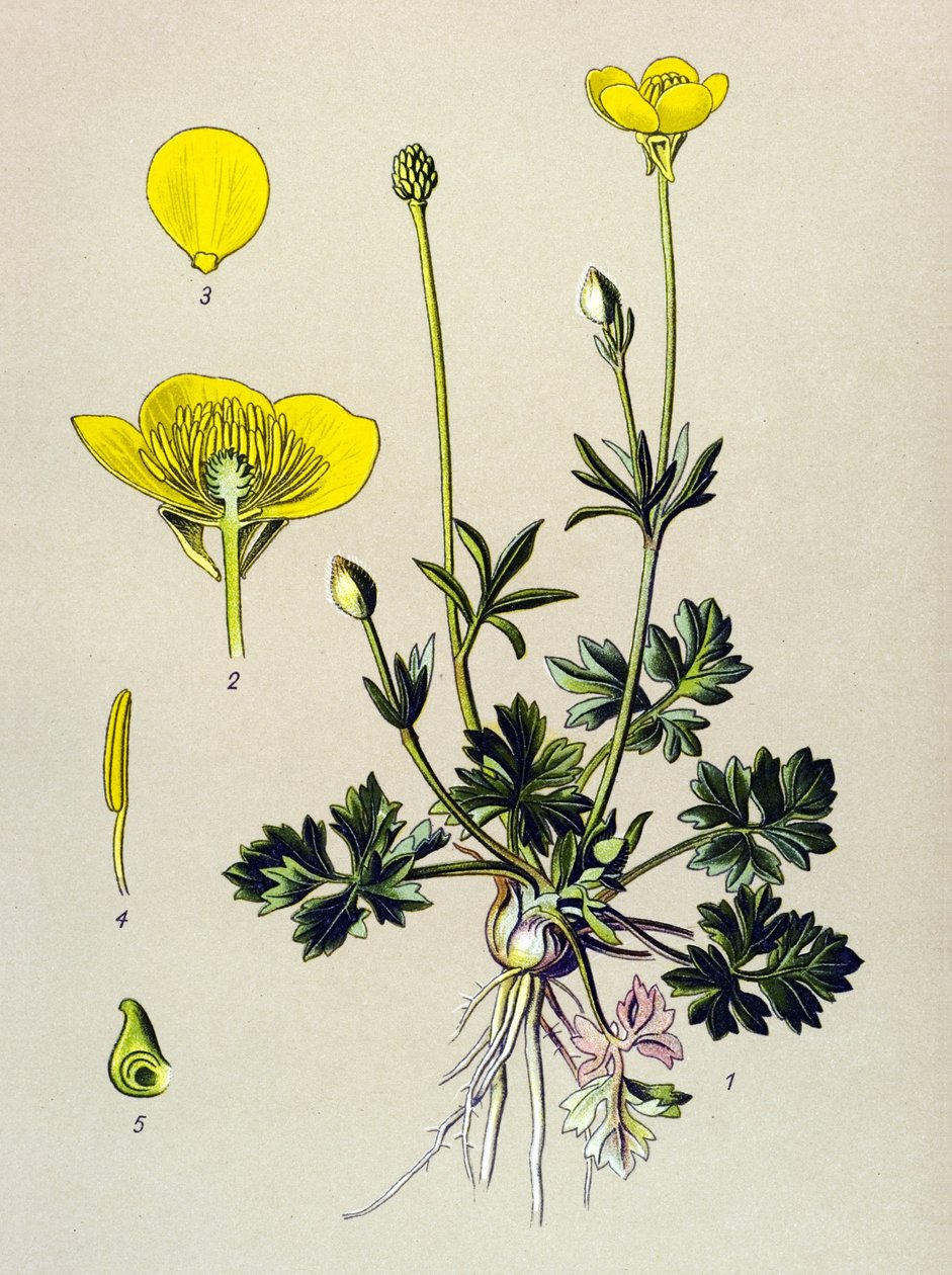 Botanik kurulu. Venöz bitki (zehirli): Soğanlı düğün çiçeği veya altın tomurcuk (Ranunculus bulbosus) by Unbekannter Künstler