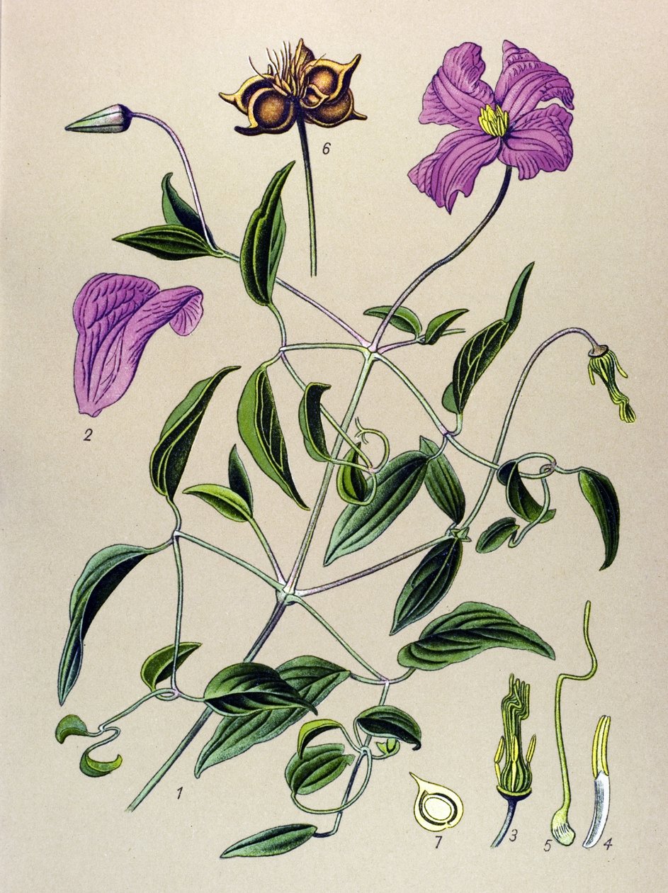 Botanik kurulu. Venöz bitki (zehirli): Akasma sahte veya sahte asma (Clematis viticella) by Unbekannter Künstler