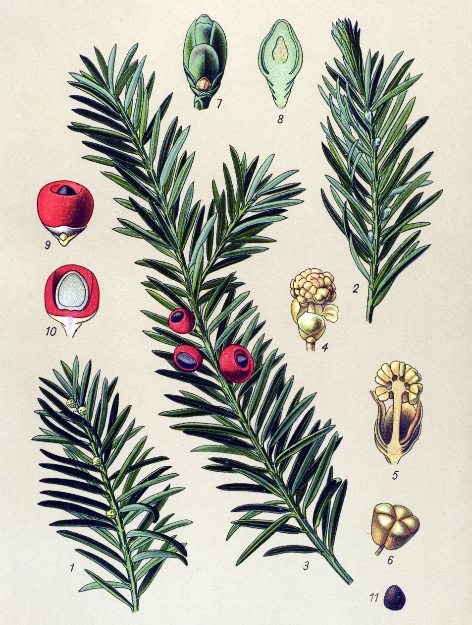 Botanik kurulu. Venöz bitki (toksik): Adi porsuk (Taxus baccata) by Unbekannter Künstler