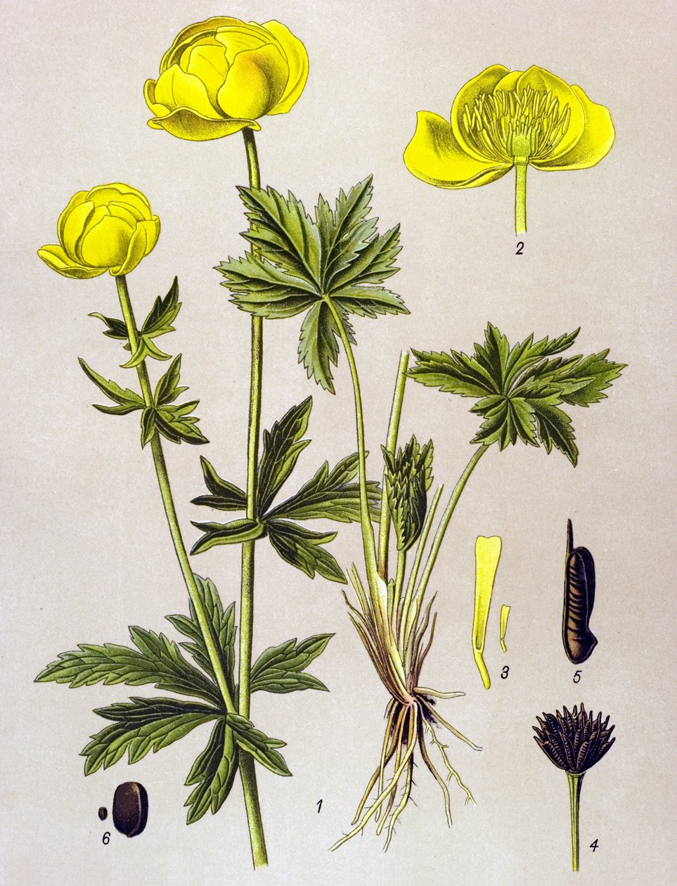 Botanik kurulu. Venöz bitki (zehirli): Avrupa trolü (Trollius europaeus) by Unbekannter Künstler