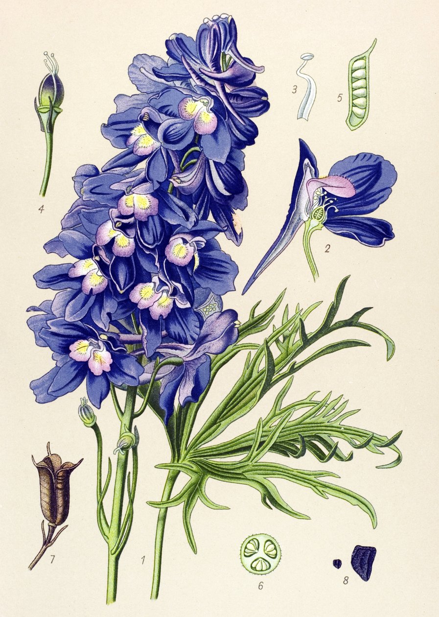Botanik kurulu. Venöz bitki (toksik): yunus veya toygar ayakları (Delphinium grandiflorum) by Unbekannter Künstler