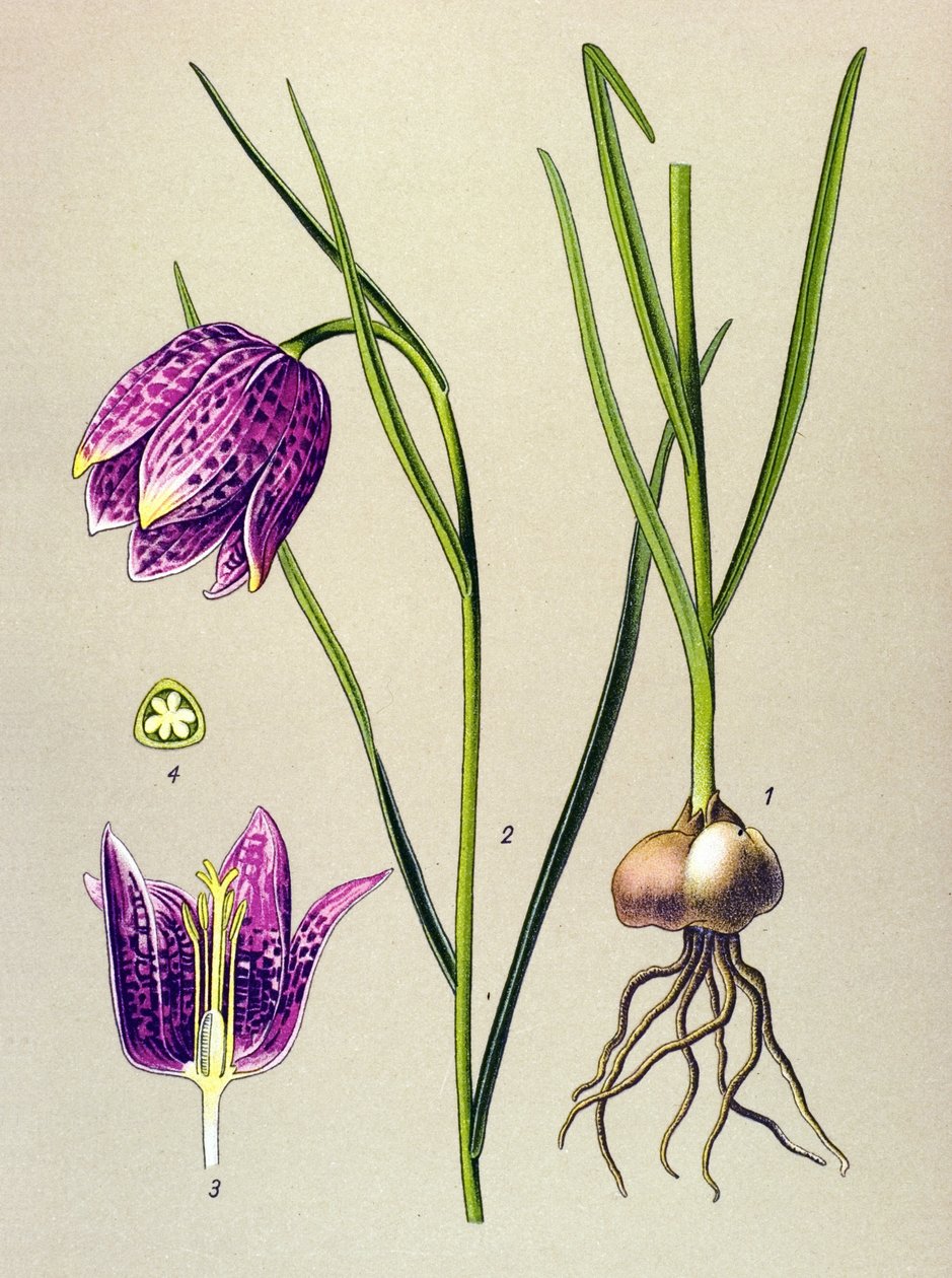 Botanik kurulu. Venöz bitki (zehirli): beç tavuğu veya “beç tavuğu” (Fritillaria meleagris) by Unbekannter Künstler