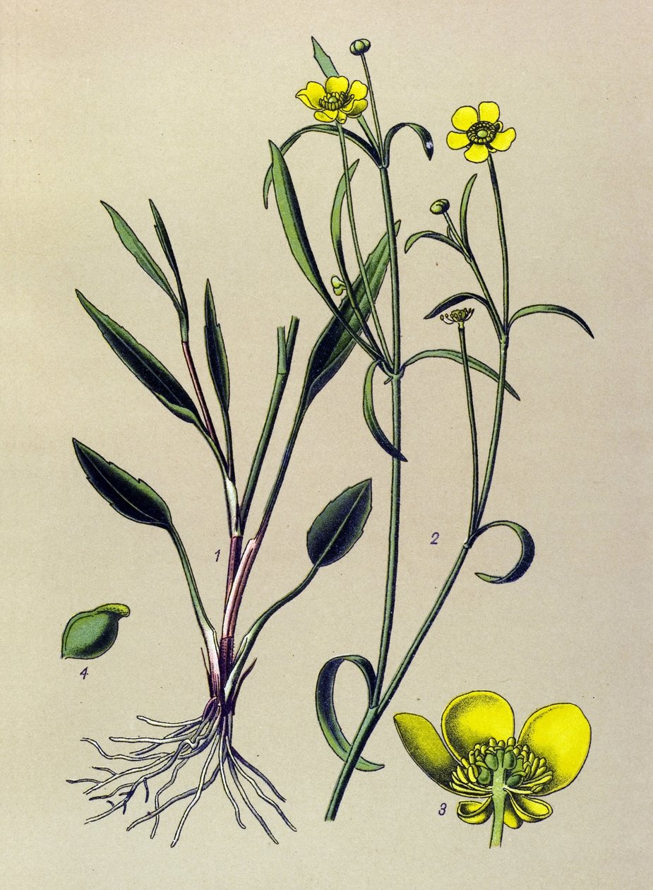 Botanik kurulu. Damarcıklı (zehirli) ve şifalı bitki: Alev Düğünçiçeği, Küçük Hendek veya Küçük Alev (Ranunculus flammula) by Unbekannter Künstler