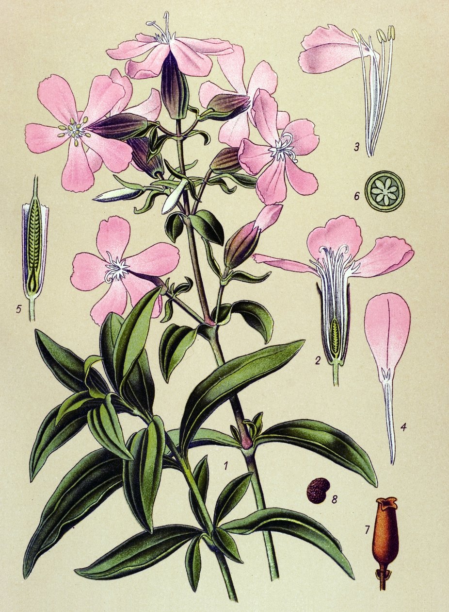 Botanik kurulu. Venöz (toksik) ve şifalı bitki: saponaria officinalis (Saponaria officinalis) by Unbekannter Künstler