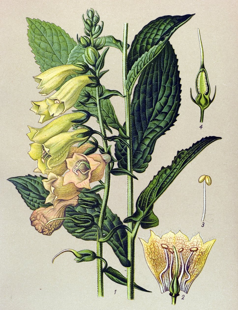 Botanik tahtası, bitki: Büyük çiçekli dijital (Digitalis grandiflora) by Unbekannter Künstler