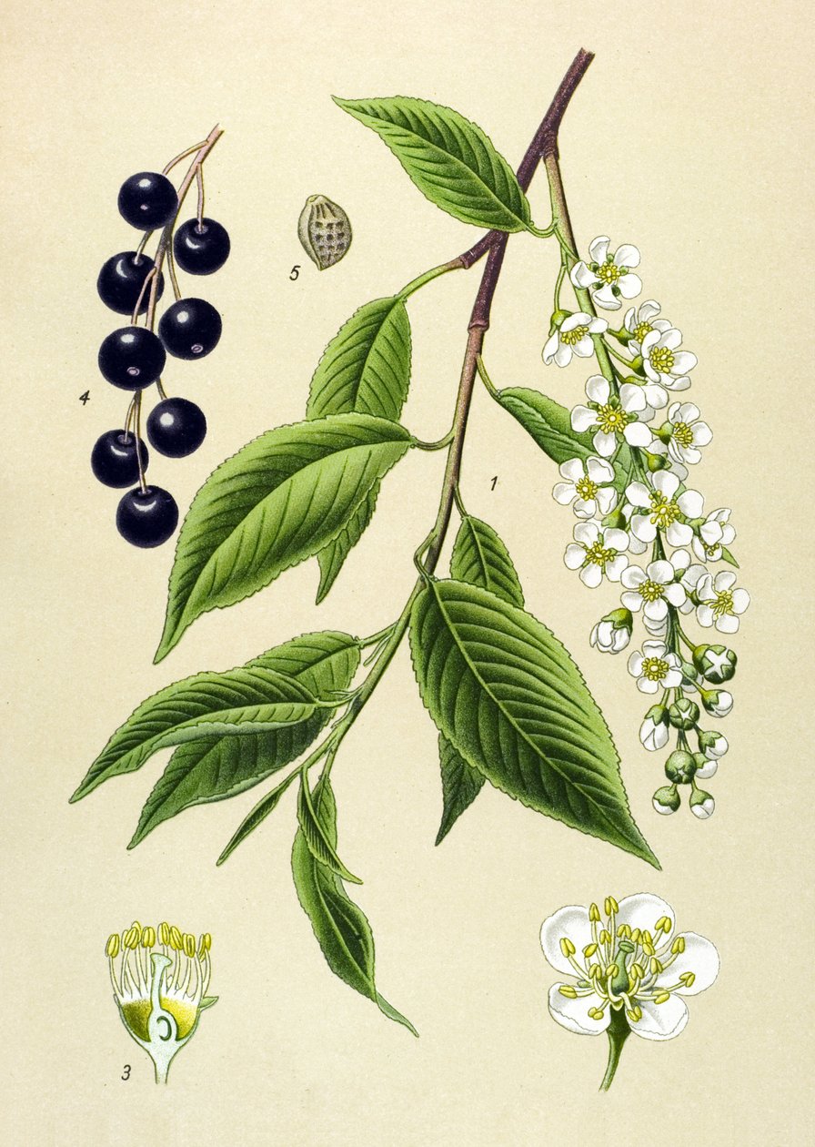 Botanik tahtası, bitki: Kiraz ağacı (Prunus padus) by Unbekannter Künstler