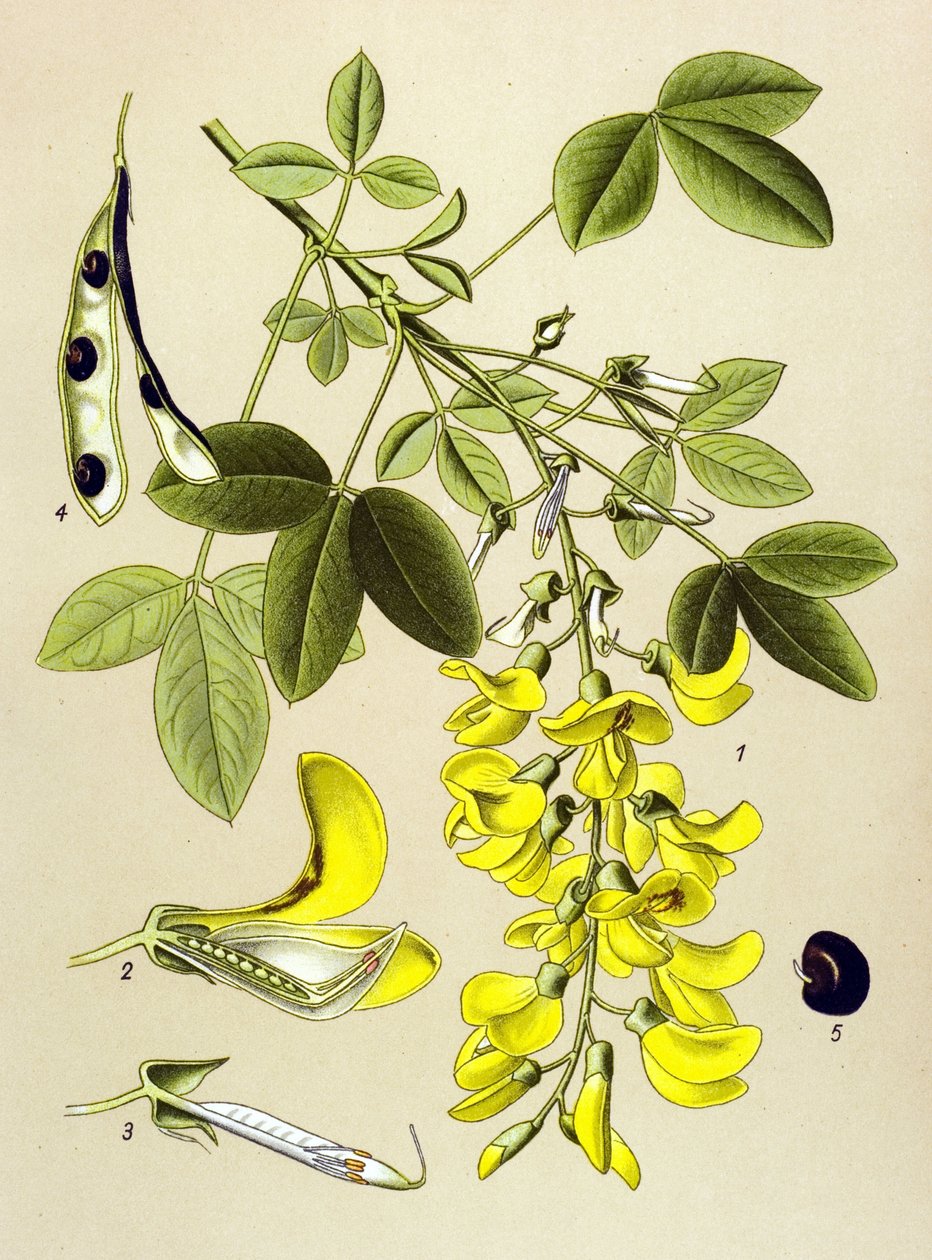 Botanik tahtası, bitki: Yaygın cytitis veya Sahte abanoz (Cytisus Laburnum) by Unbekannter Künstler