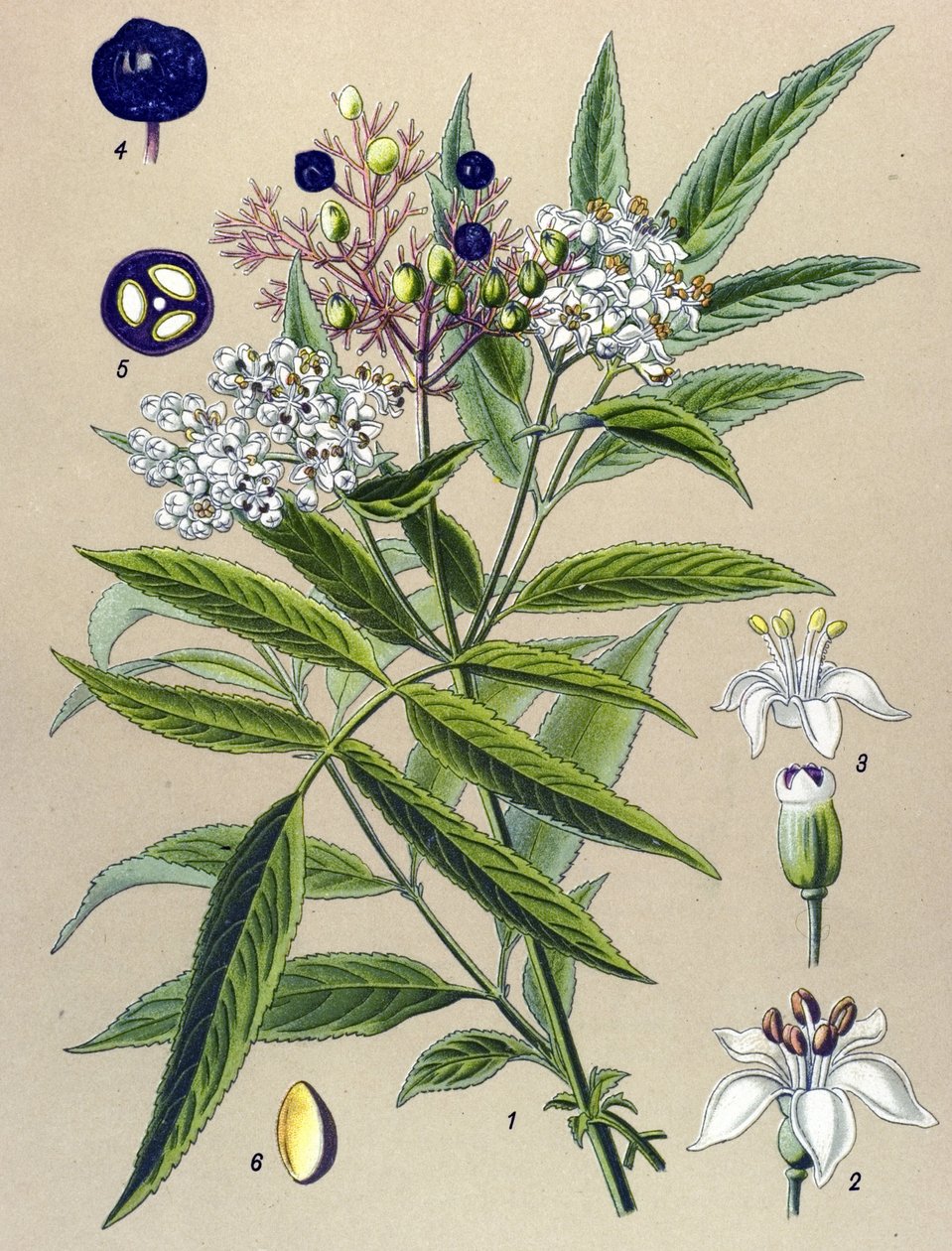 Botanik tahtası, bitki: Hieble mürver (Sambucus ebulus) by Unbekannter Künstler