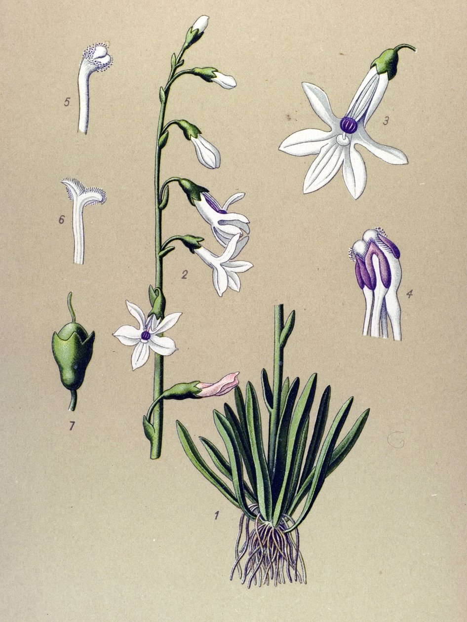 Botanik tahtası, bitki: Lobelia (Lobelia dortmanna) by Unbekannter Künstler