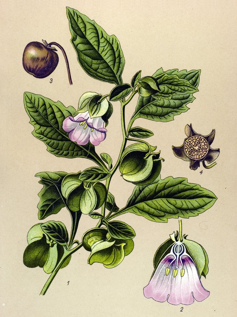 Botanik tahtası, bitki: Perou armudu veya Perou elması (Nicandra physaloides) by Unbekannter Künstler