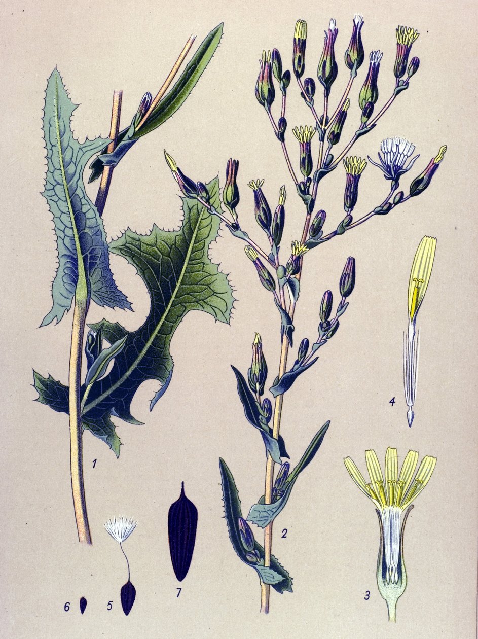 Botanik tahtası, bitki: Scarole marul veya yabani marul (Lactuca scariola, Lactuca serriola) by Unbekannter Künstler