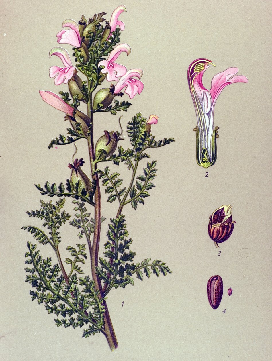 Botanik tahtası, bitki: Bataklık pediküler (Pedicularis palustris) by Unbekannter Künstler