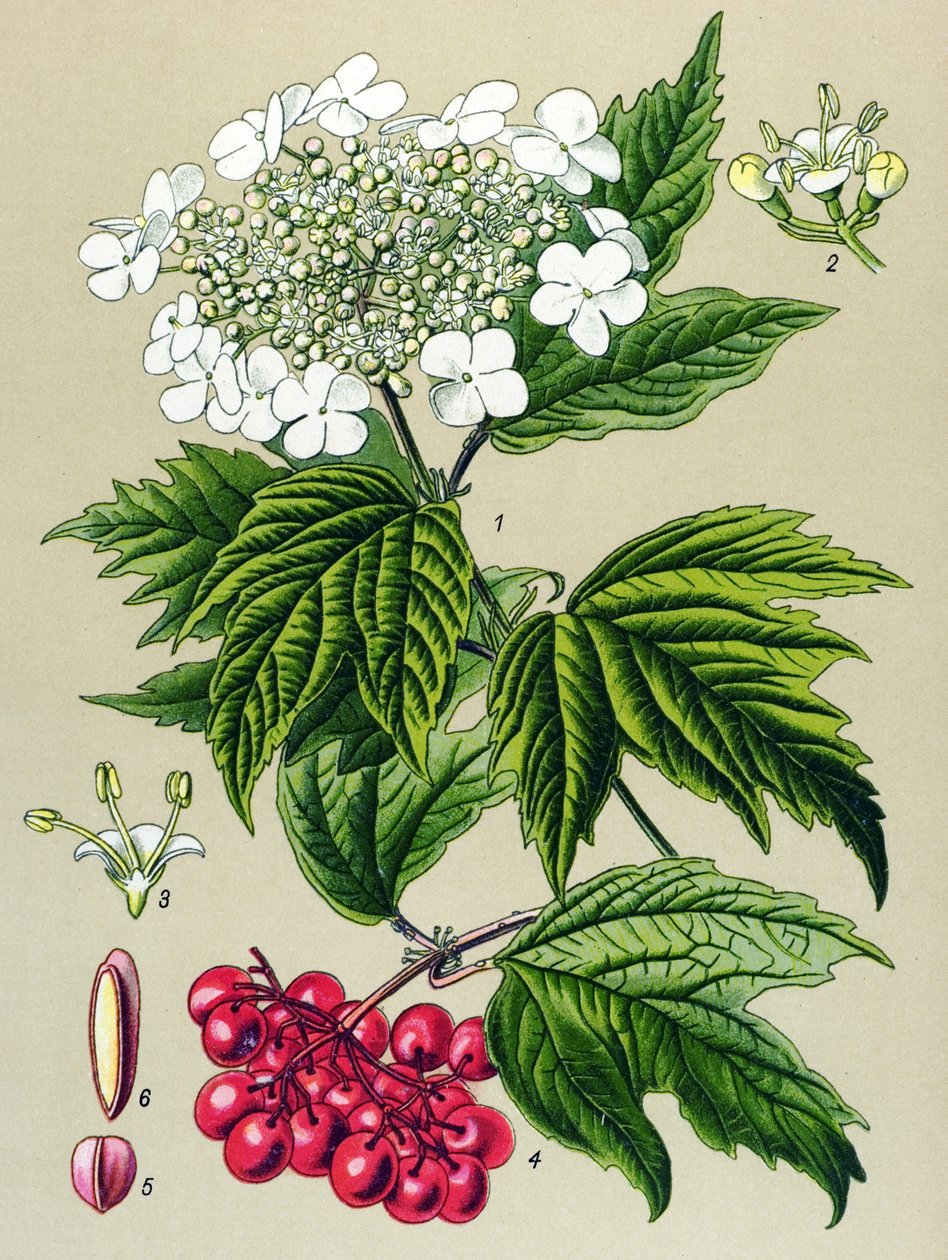 Botanik tahtası, bitki: Viburnum baykuşu (Viburnum opulus) by Unbekannter Künstler