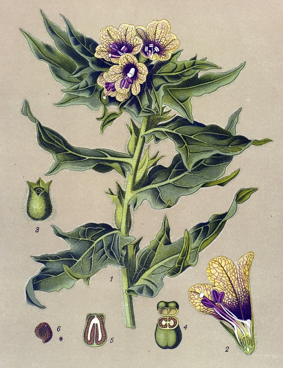 Botanik kurulu, bitki: siyah kenarlı (Hyoscyamus niger) by Unbekannter Künstler