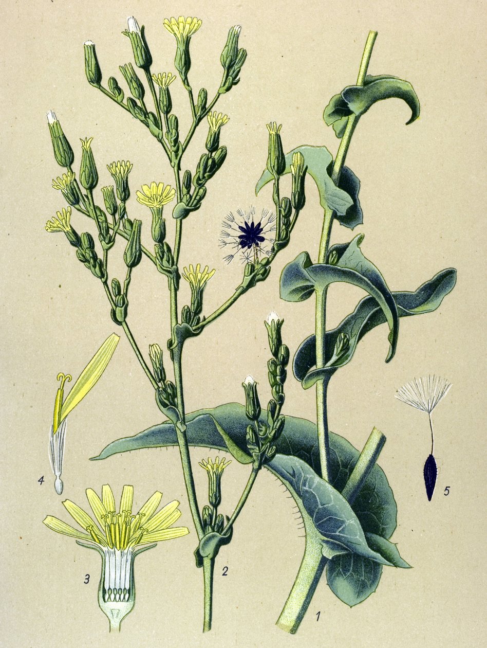 Botanik tahtası, bitki: yabani marul veya yabani marul (Lactuca virosa) by Unbekannter Künstler