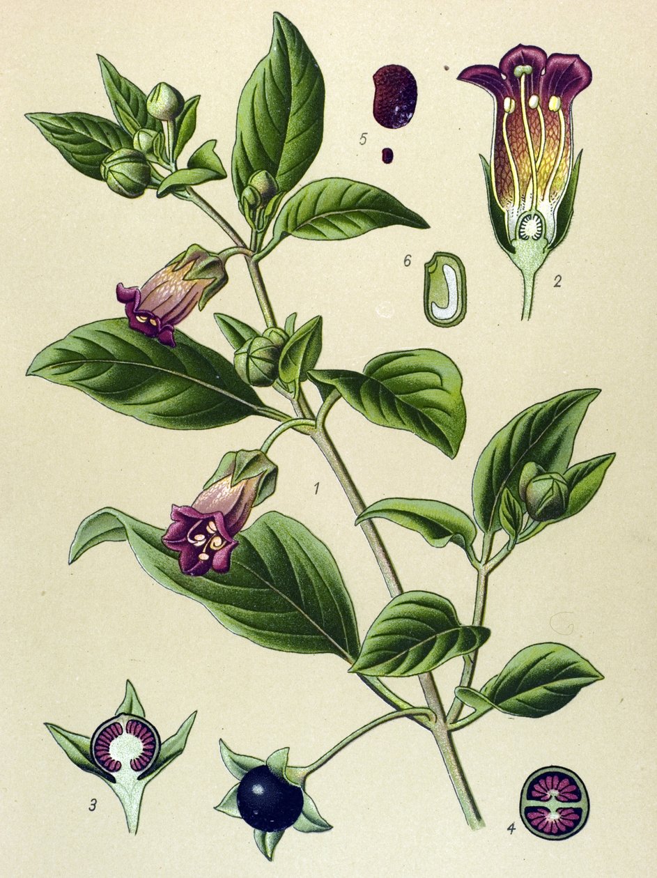 Botanik kurulu, La belladonna bitkisi (Atropa belladonna) by Unbekannter Künstler