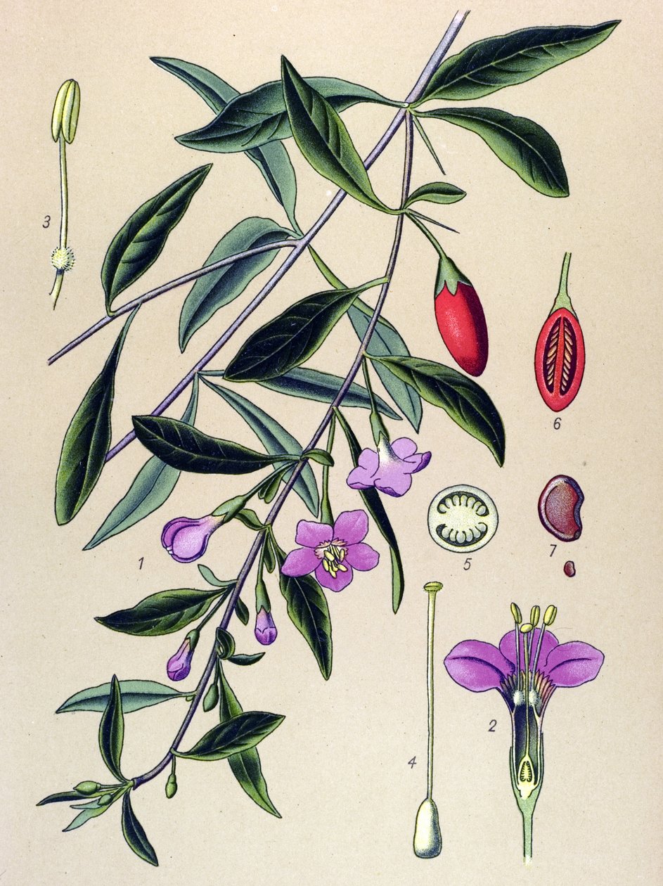 Botanik kurulu, geleneksel Çin tıbbı bitkisi: ortak lyciet (Lycium halimifolium) by Unbekannter Künstler
