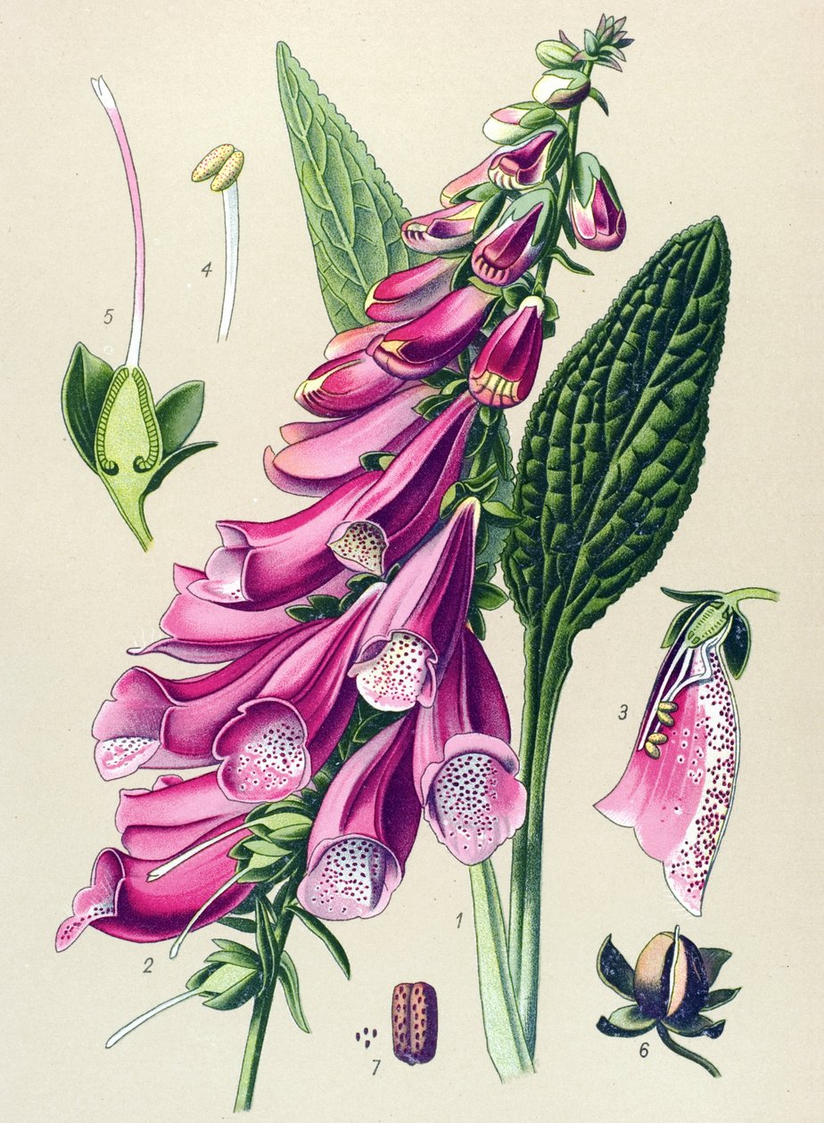 Botanik tahtası, bitki: mor dijital (Digitalis purpurea) by Unbekannter Künstler
