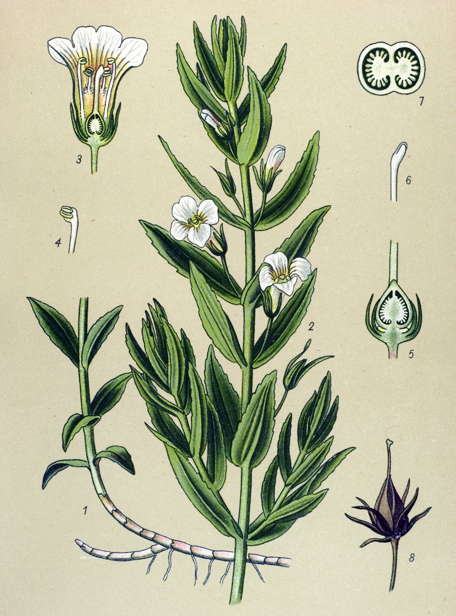 Botanik tahtası, bitki: gratiole officinale (Gratiola officinalis) by Unbekannter Künstler