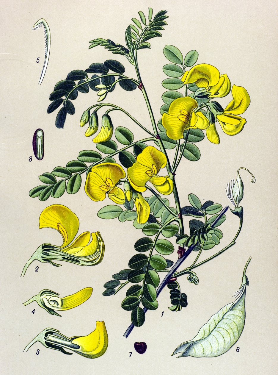 Botanik kurulu, bitki: ağaç sarmaşığı (Colutea arborescens) by Unbekannter Künstler