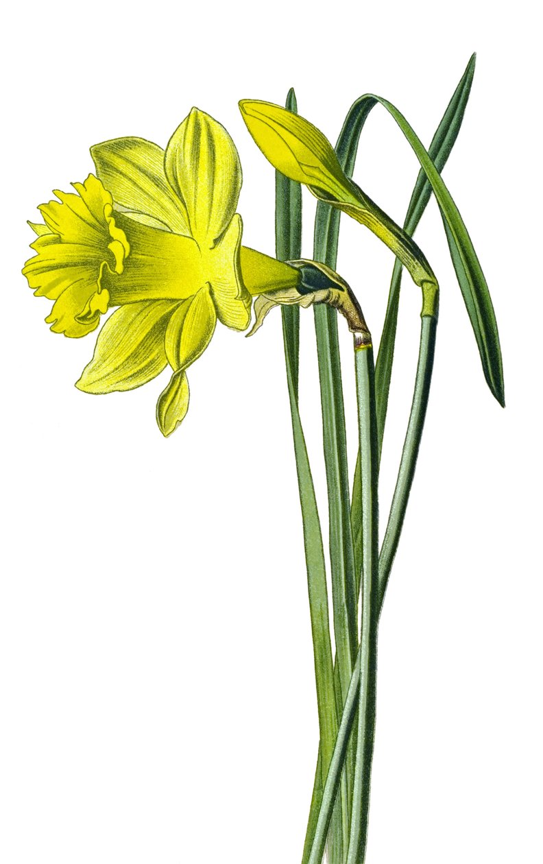 Botanik tahtası, bitki: sarı nergis veya trompet nergis (Narcissus pseudonarcissus) by Unbekannter Künstler