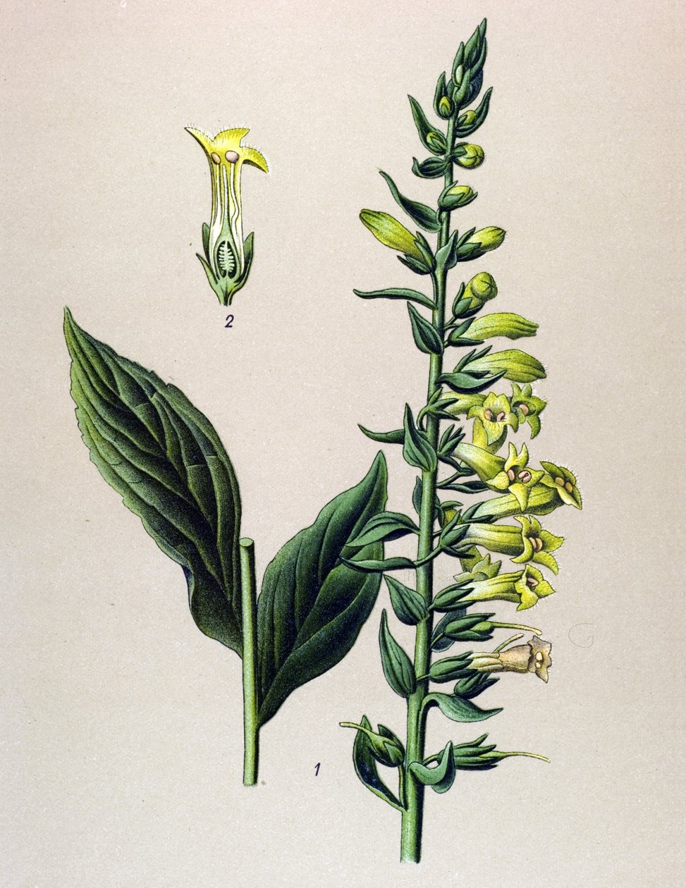 Botanik tahta, bitki: sarı veya küçük dijital (Digitalis lutea) by Unbekannter Künstler