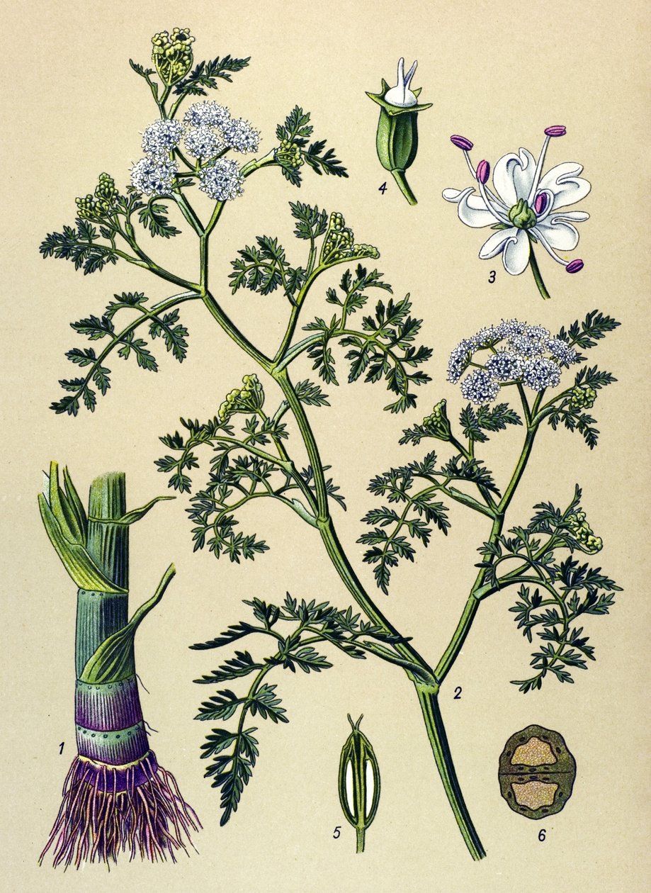 Botanik tahtası, zehirli ve şifalı bitki: Aquatic Oenanthe (Oenanthe aquatica) by Unbekannter Künstler