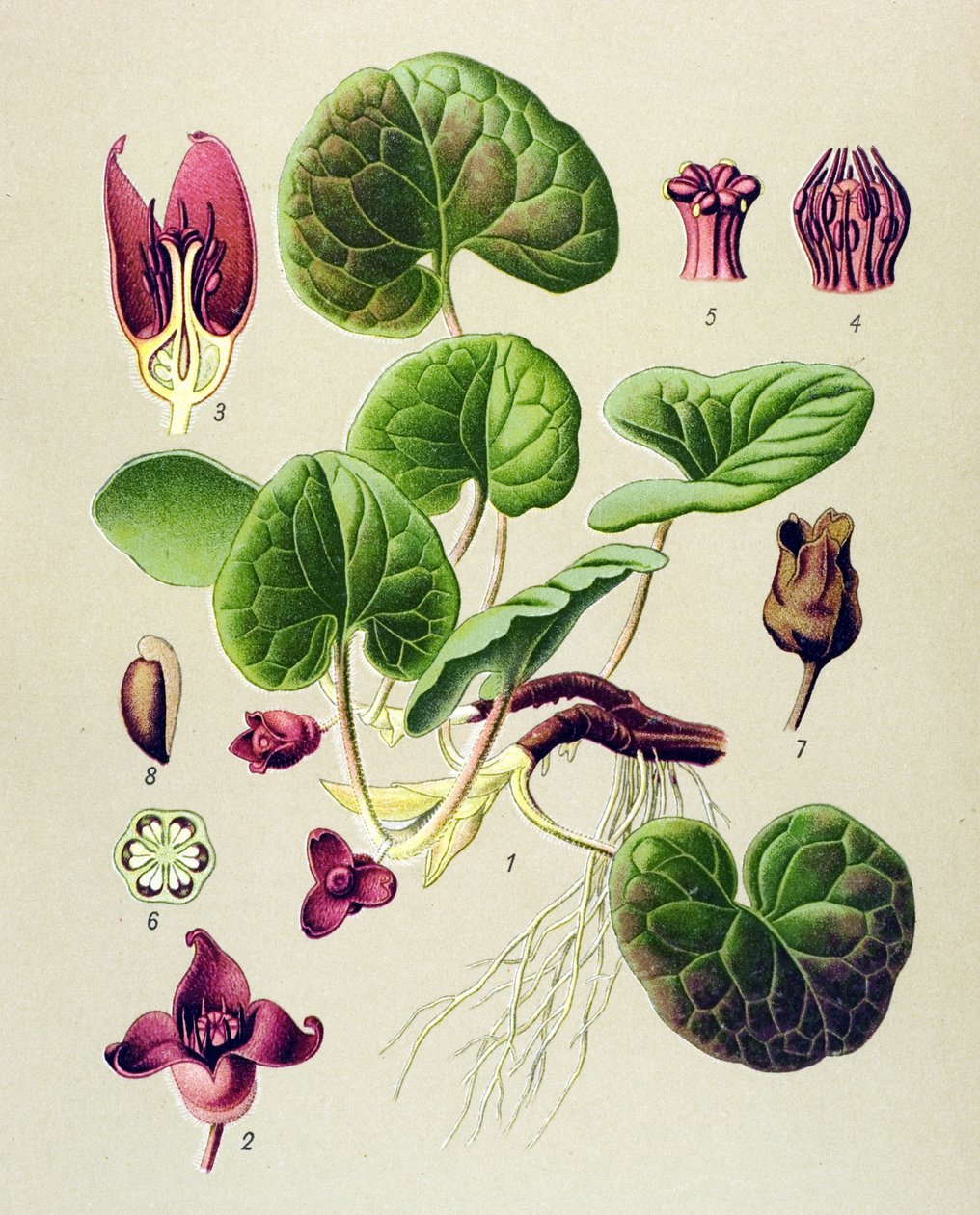 Botanik kurulu, zehirli ve şifalı bitki: Avrupa'nın Asaret'i (Asarum europaeum) by Unbekannter Künstler