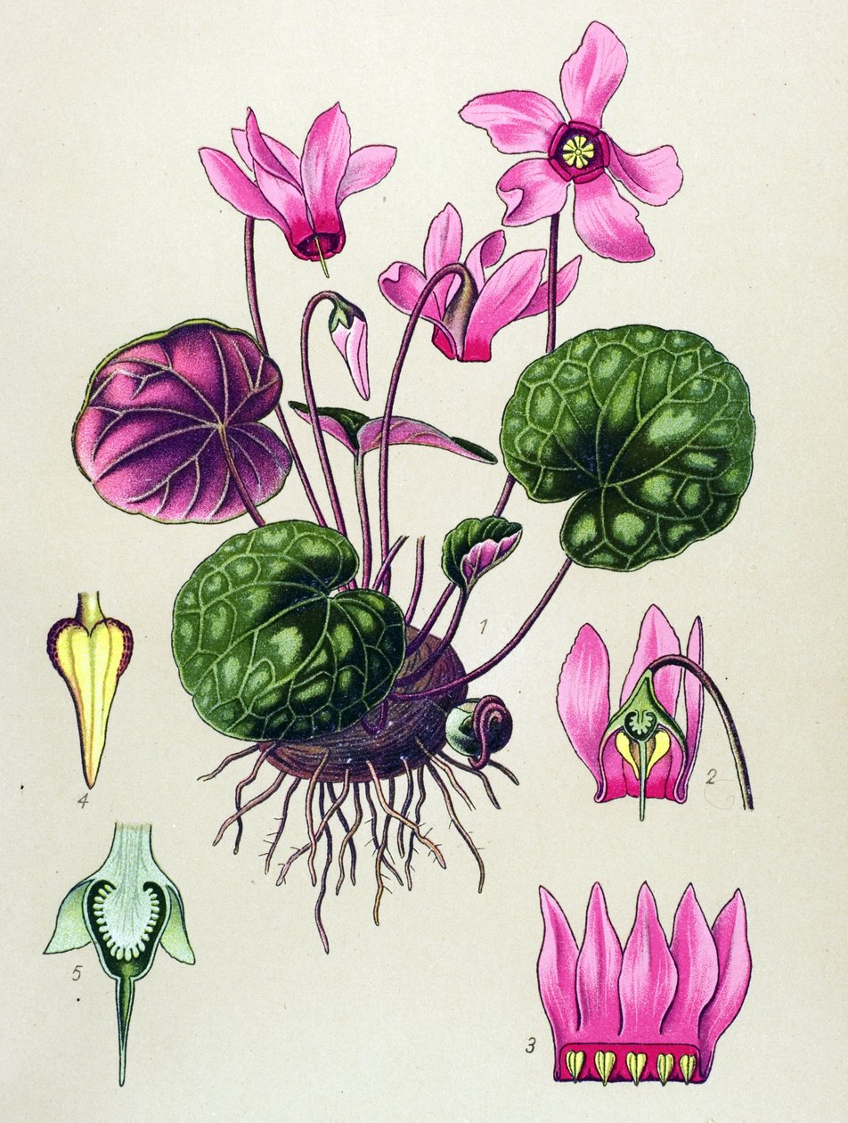 Botanik tahtası, zehirli ve şifalı bitki: Cyclamen purpurascens, Cyclamen europaeum by Unbekannter Künstler