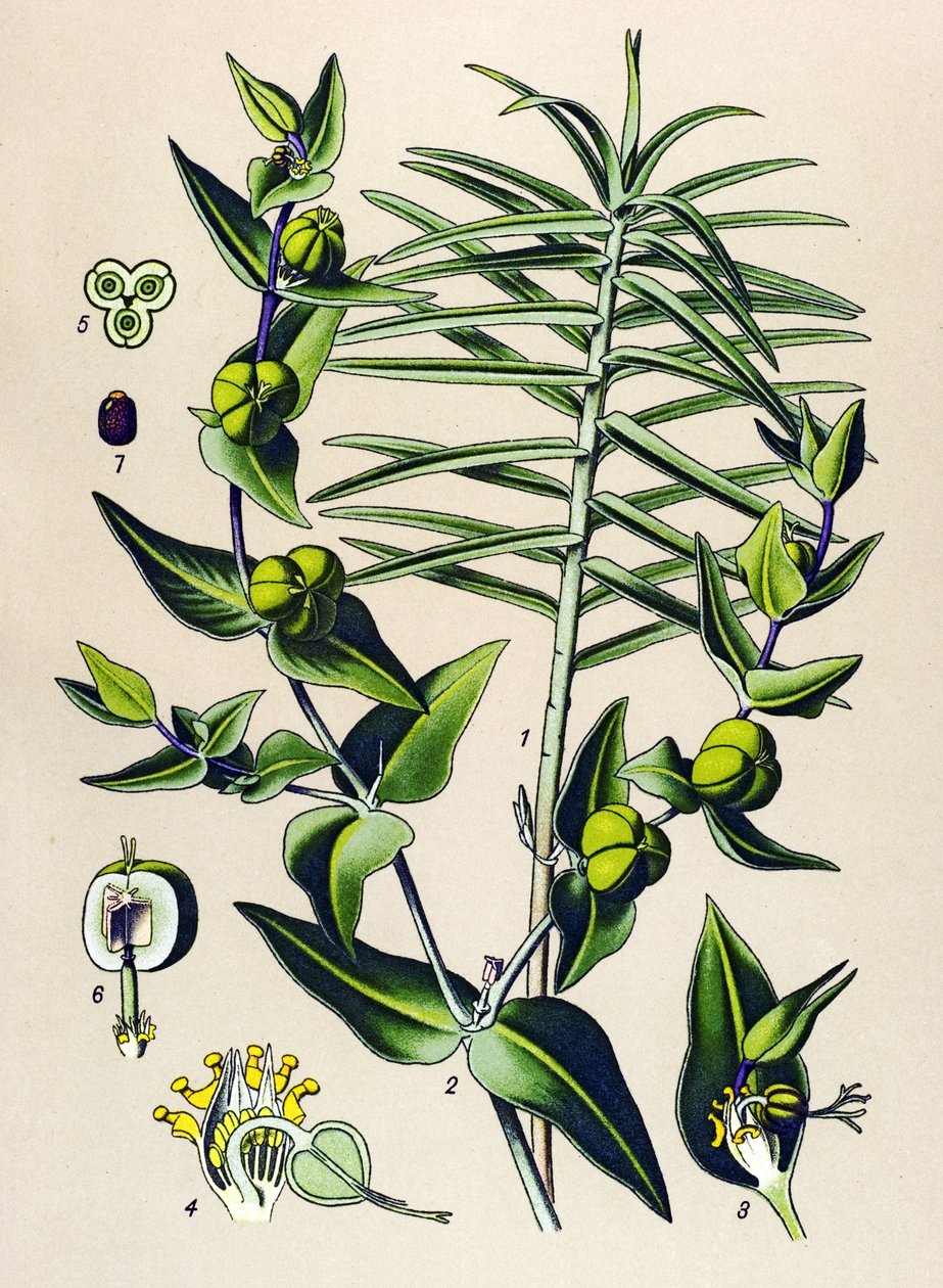 Botanik kurulu, zehirli ve şifalı bitki: Euphorbia epurge (Euphorbia lathyris) by Unbekannter Künstler
