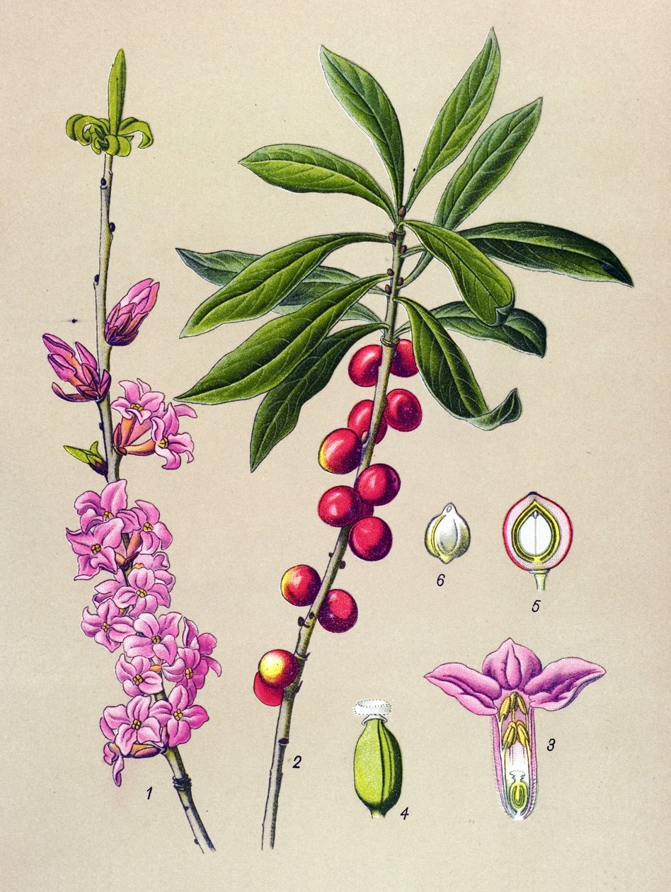 Botanik tahtası, zehirli ve şifalı bitki: Güzel ağaç (Daphne Mezereum) by Unbekannter Künstler