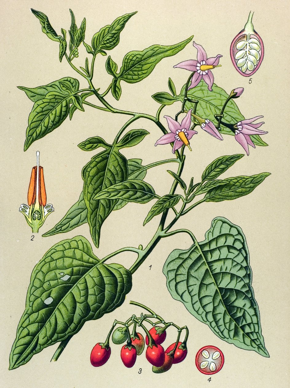 Botanik tahtası, zehirli ve şifalı bitki: Tatlı acı (Solanum dulcamara) by Unbekannter Künstler