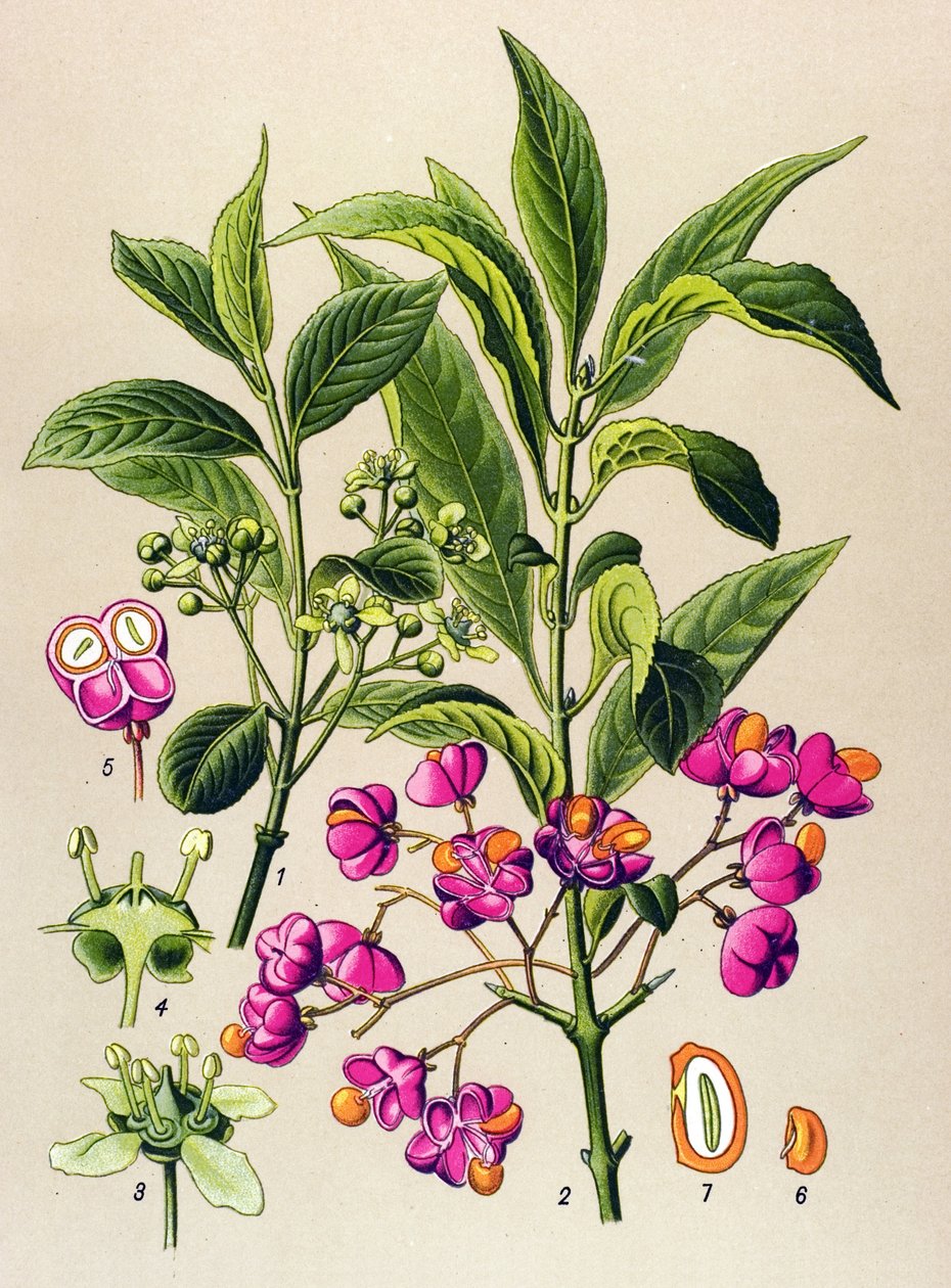 Botanik tahtası, zehirli bitki: Avrupa kömürü (Euonymus europaeus) by Unbekannter Künstler