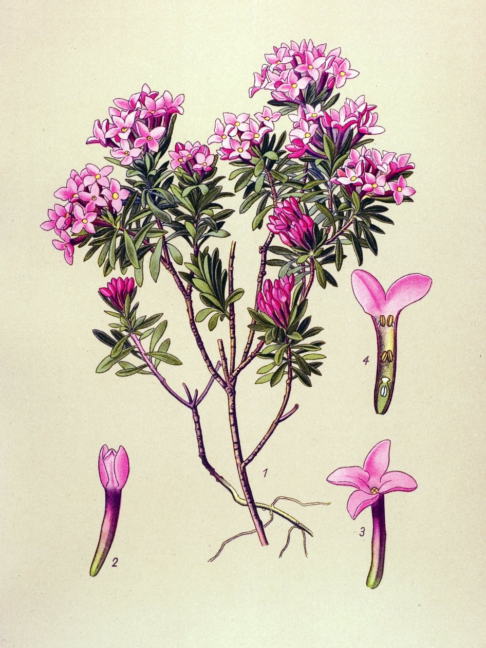 Botanik tahtası, zehirli bitki: Alplerin devesi veya devesi (Daphne Cneorum) by Unbekannter Künstler
