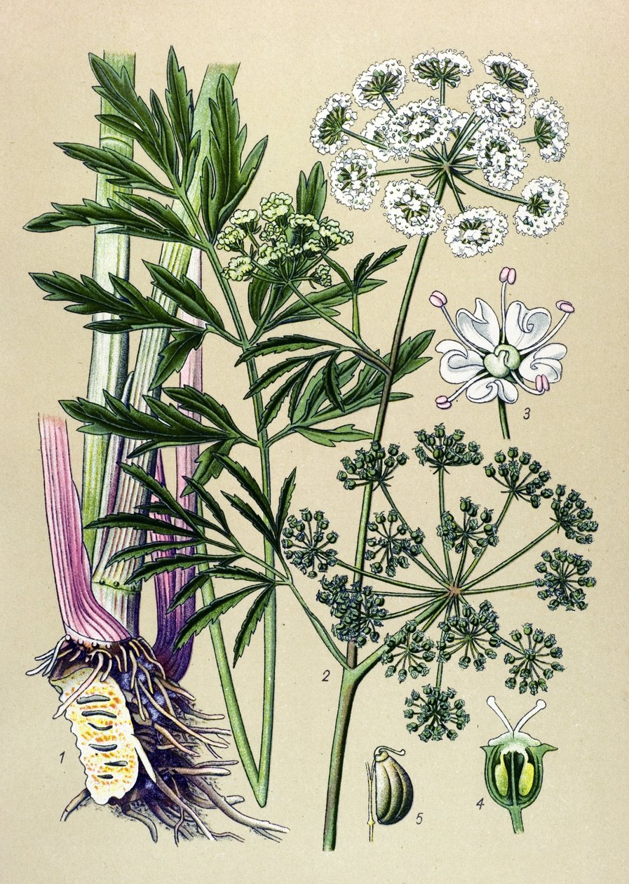 Botanik tahta, venöz (toksik) ve şifalı bitki: Sucul baldıran (Cicuta virosa). by Unbekannter Künstler