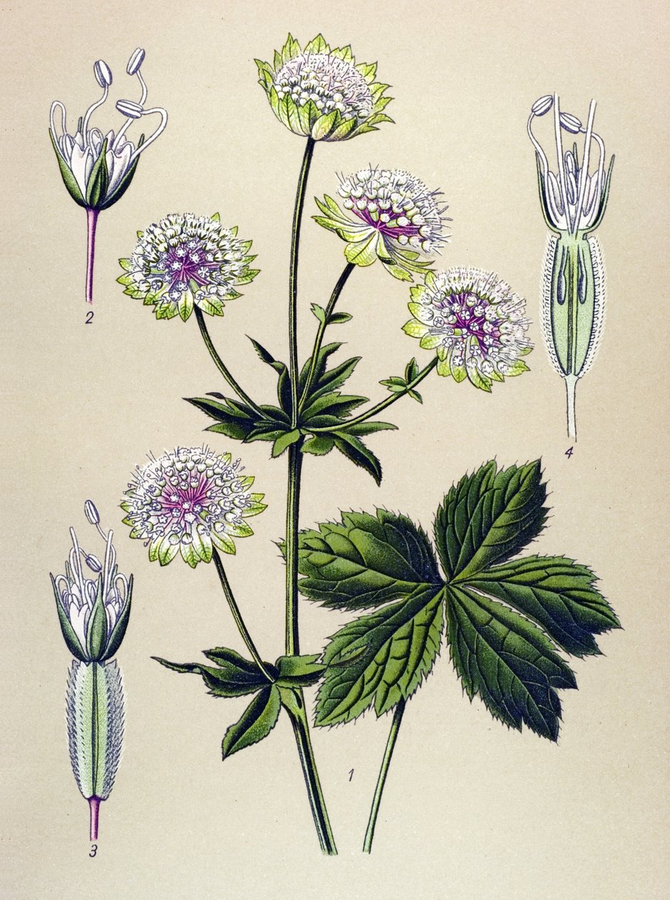 Botanik tahta, venöz (toksik) ve şifalı bitki: büyük astra (Astrantia major) by Unbekannter Künstler