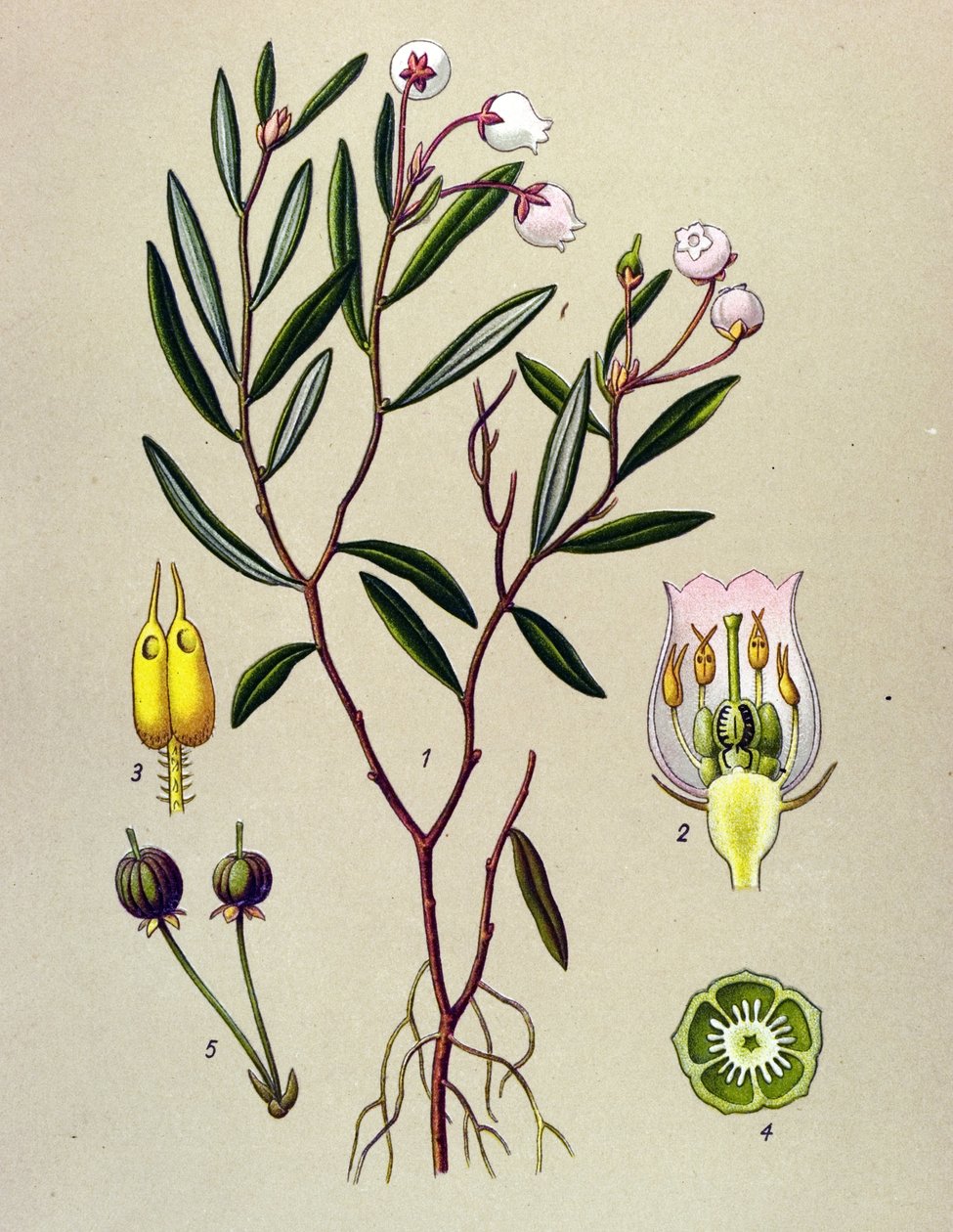 Botanik tahtası, venöz bitki (toksik): Andromede polium yapraklarına sahiptir (Andromeda polifolia) by Unbekannter Künstler