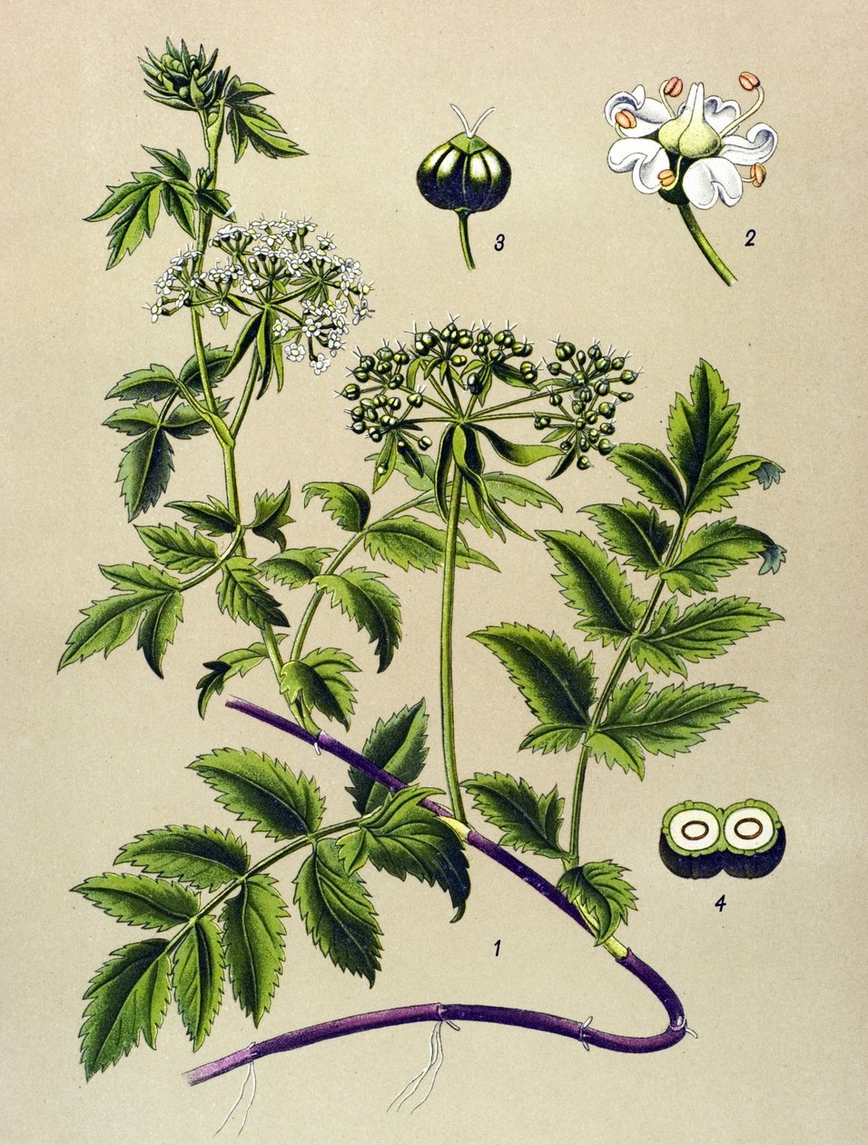 Botanik yönetim kurulu, zehirli bitki (toksik): Berle (Berula angustifolia) by Unbekannter Künstler