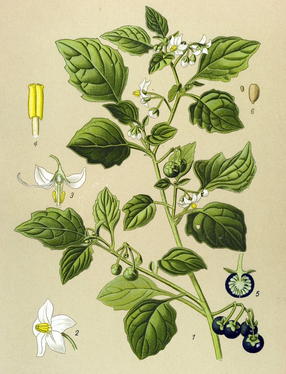 Botanik tahtası, venöz bitki (zehirli): Siyah itüzümü (Solanum nigrum) by Unbekannter Künstler