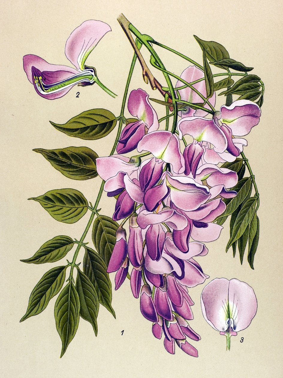 Botanik kurulu, venenöz bitki (toksik): Çin glisini (Wistaria chinensis) by Unbekannter Künstler