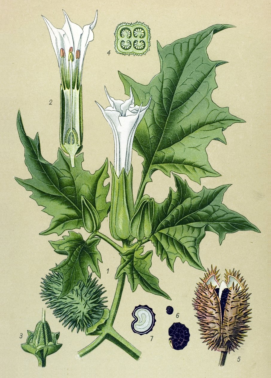 Botanik tahtası, zehirli bitki (toksik): Datura stramoine veya stramoine officinal (Datura Stramonium) by Unbekannter Künstler