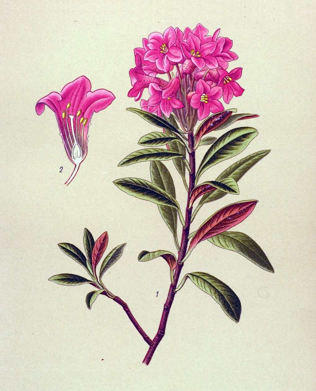 Botanik tahta, venöz bitki (zehirli): Demirli ormangülü (Rhododendron ferrugineum) by Unbekannter Künstler