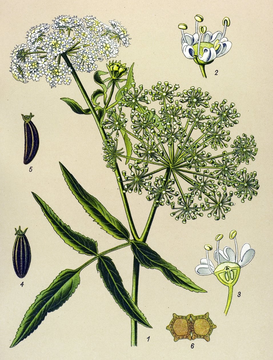 Botanik tahta, venöz bitki (zehirli): Great Berle (Sium latifolium) by Unbekannter Künstler