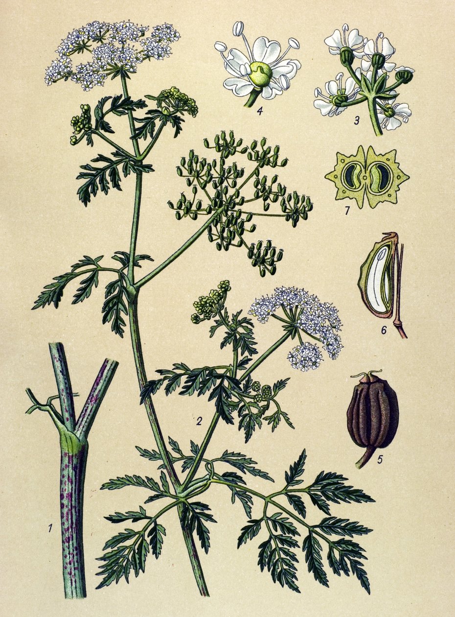 Botanik tahtası, venöz bitki (zehirli): Baldıran (Conium maculatum) by Unbekannter Künstler