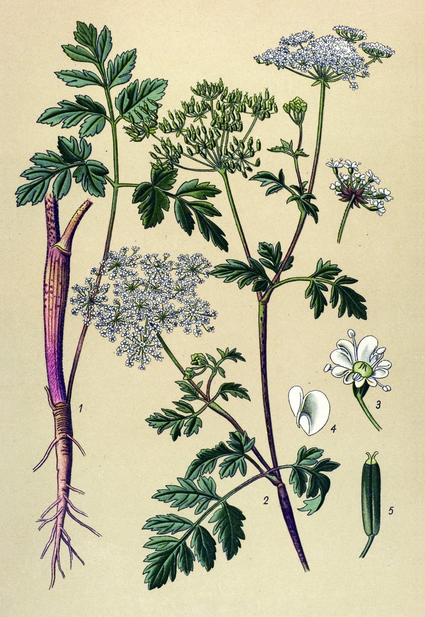 Botanik tahta, venöz bitki (zehirli): Eğik frenk maydanozu (Chaerophyllum temulum) by Unbekannter Künstler