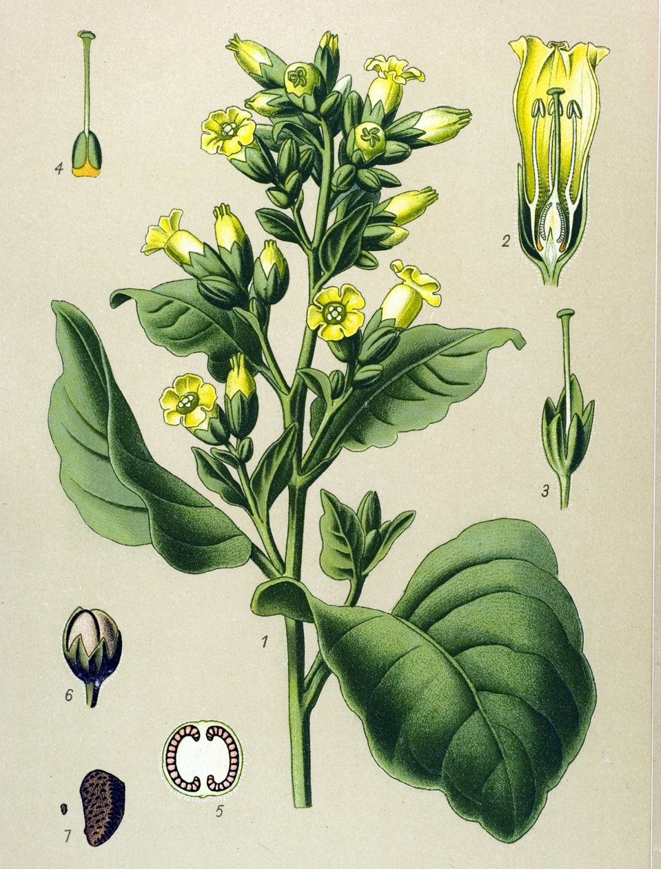 Botanik tahta, zehirli bitki (toksik): Mapacho beyaz tütün (Nicotiana rustika) (Nicotiana tabacum) by Unbekannter Künstler