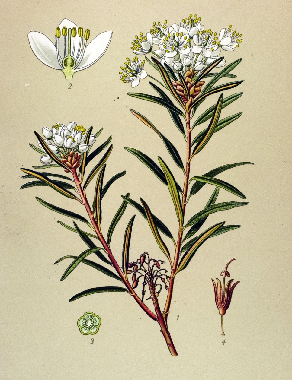 Botanik kurulu, zehirli bitki (zehirli): Marsh Ledon (Ledum palustre) by Unbekannter Künstler